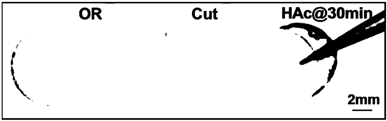 Polydimethylsiloxane self-repairing elastomer based on hydrazide bond and preparation method thereof