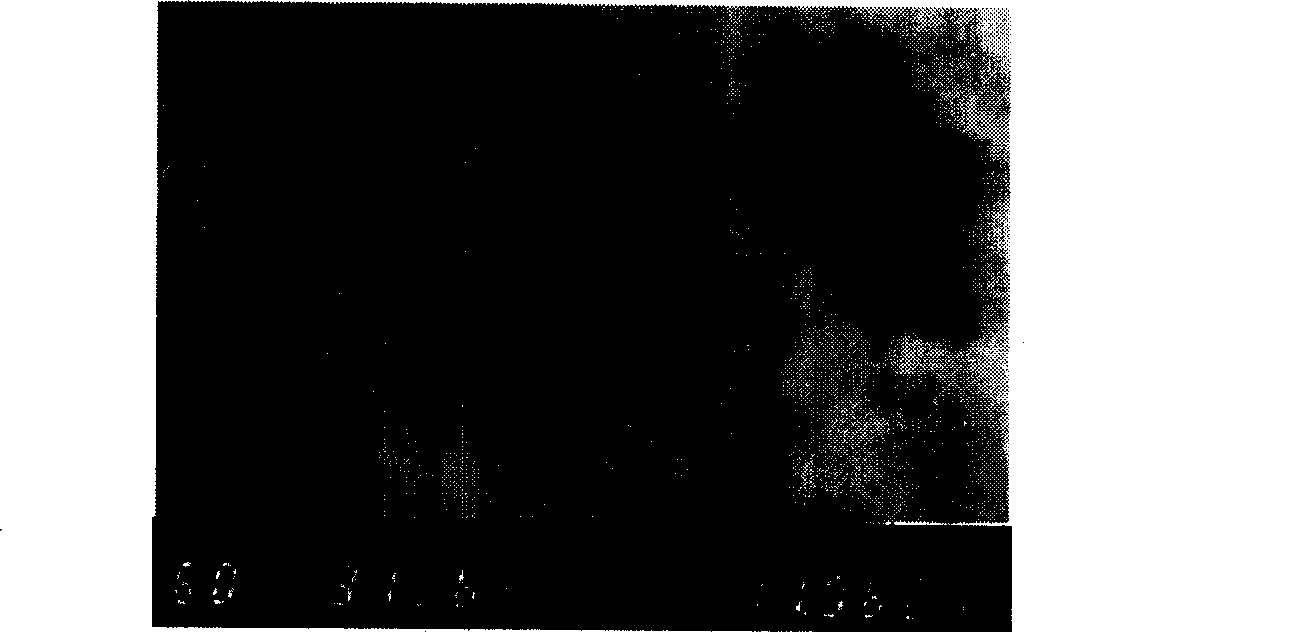 Avian influenza virus latex agglutination assay kit and its use