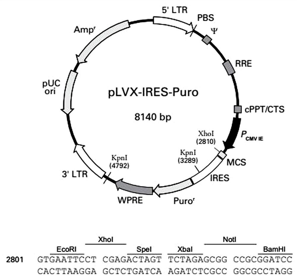 A method for constructing a cell model for screening antioxidant drugs based on protein misfolding