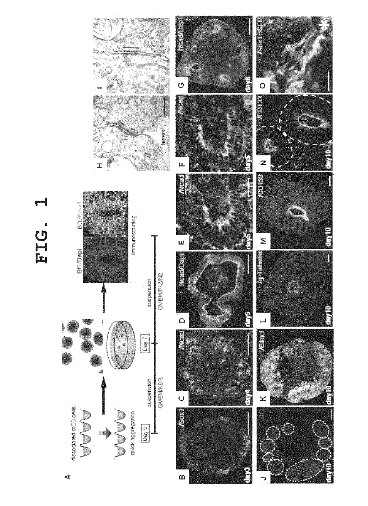 Method for culture of stem cell