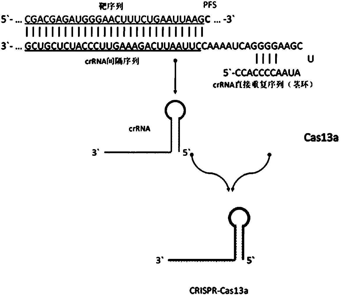 CrRNA specifically targeting toward human RSPO2 gene in CRISPR-Cas13a system and system and application