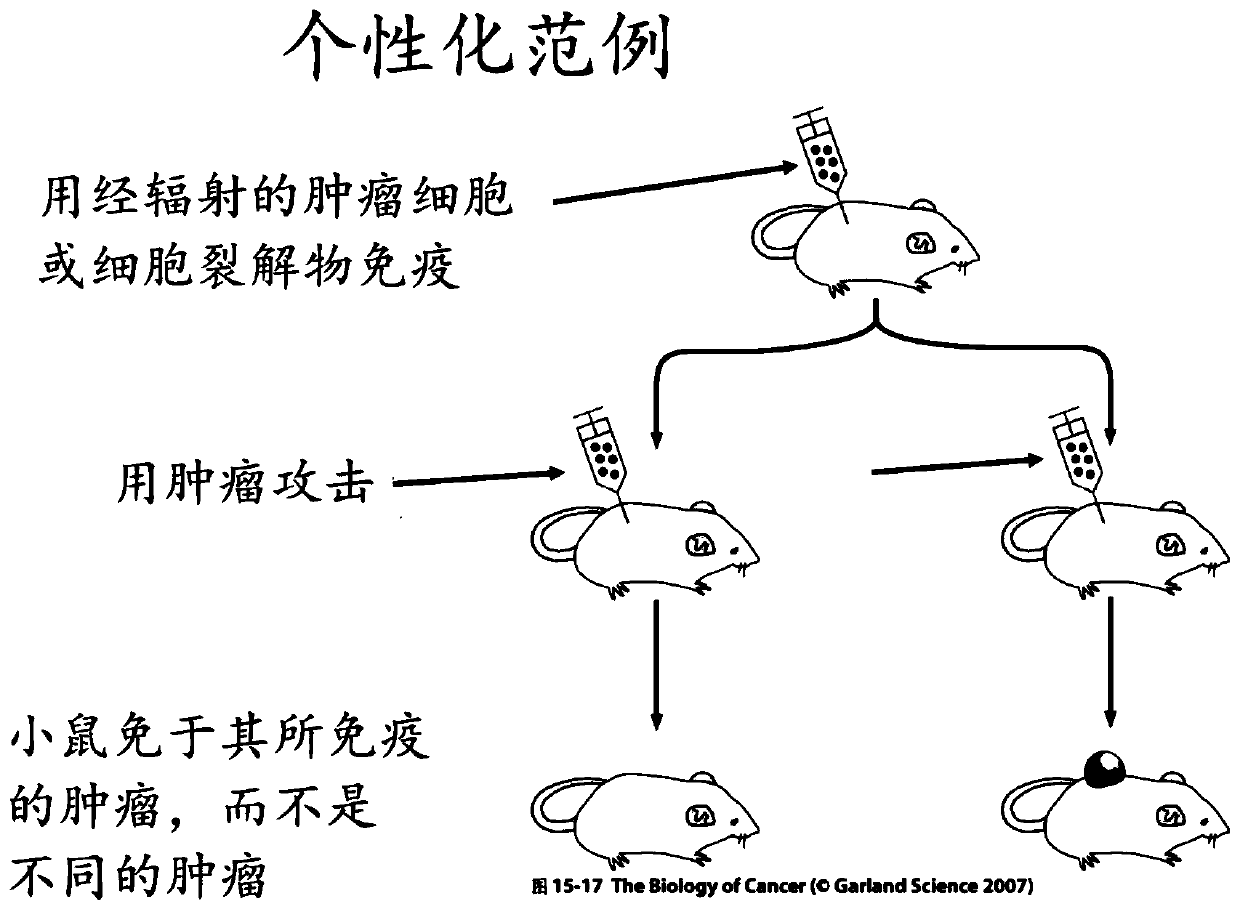 Universal cancer vaccines and methods of making and using same