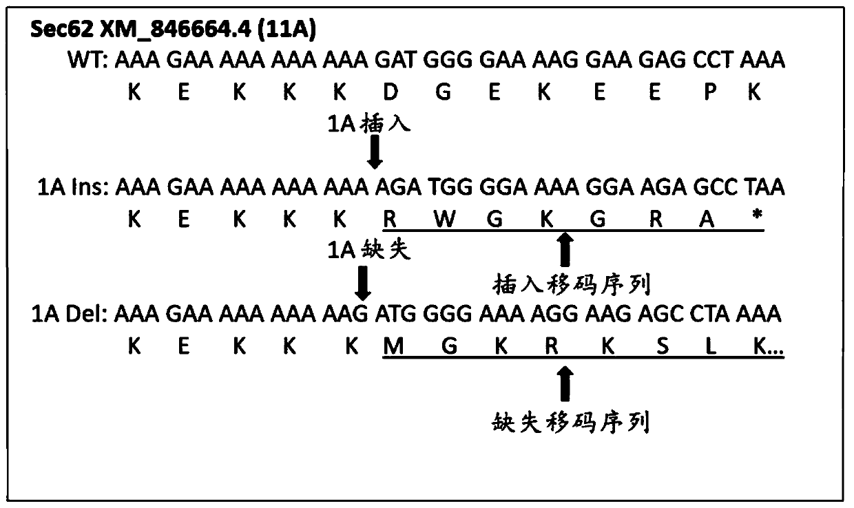 Universal cancer vaccines and methods of making and using same