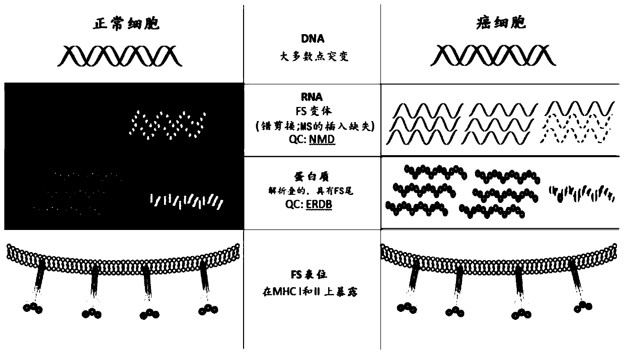 Universal cancer vaccines and methods of making and using same