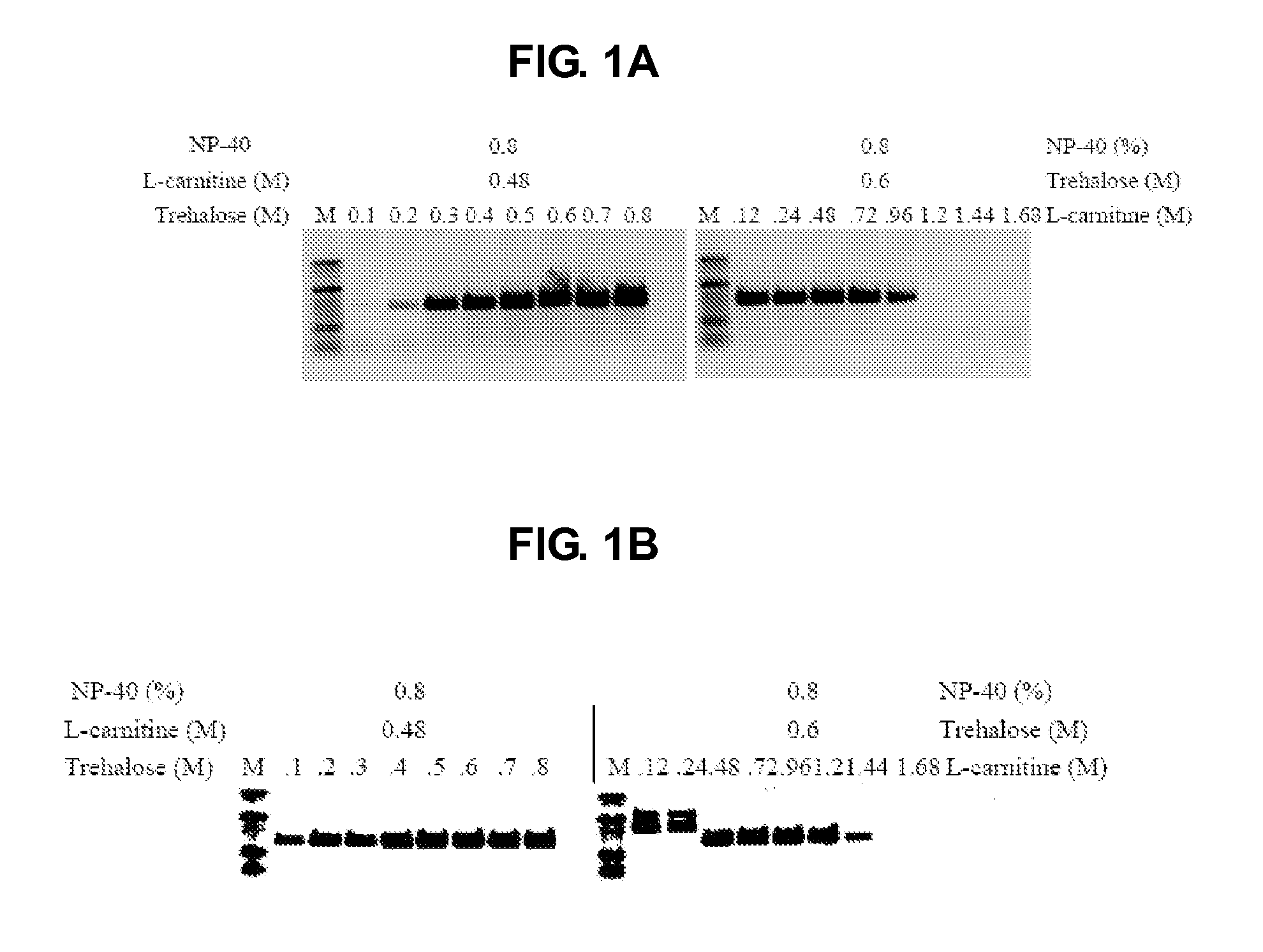 Compositions for improving gene amplification