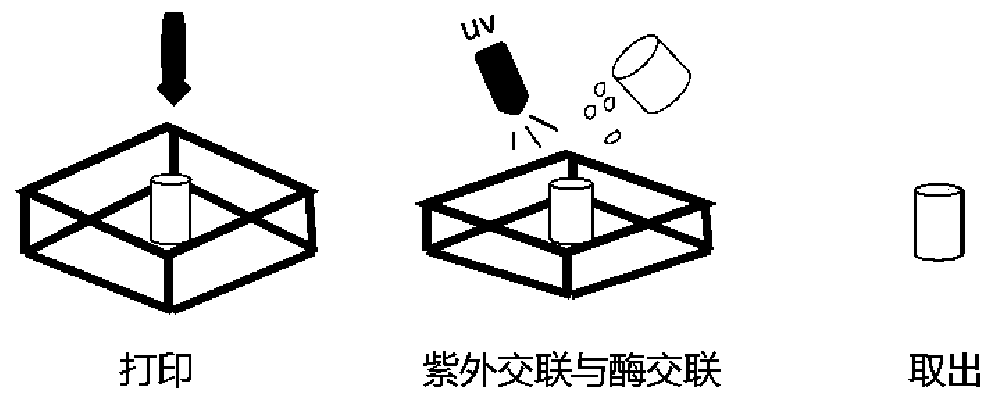 Photocuring enzyme cross-linking bioink, preparation method of bioink and 3D printing method