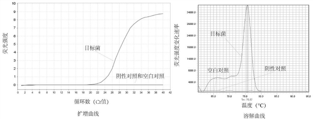 A method for absolute quantification of bacterial flora and its application in the fermentation process of Chinese liquor