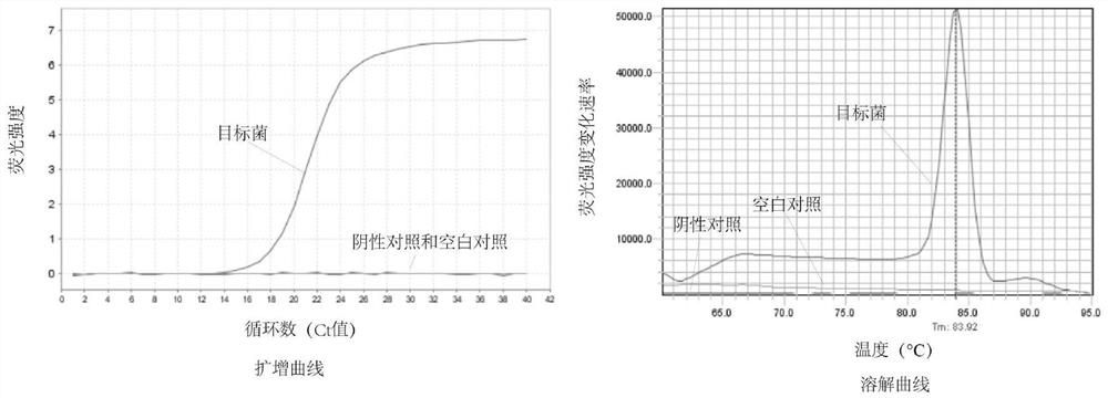 A method for absolute quantification of bacterial flora and its application in the fermentation process of Chinese liquor