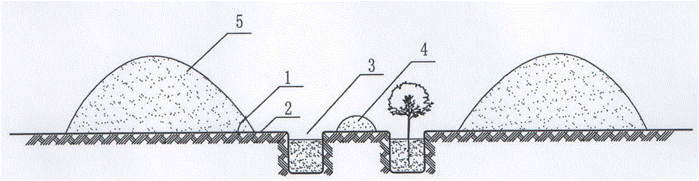 A kind of afforestation method of Haloxylon-free irrigation vegetation on heavy clay soil in arid area