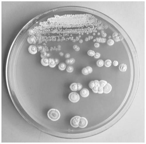Streptomyces lydicus and application thereof to prevention and treatment of fire blight