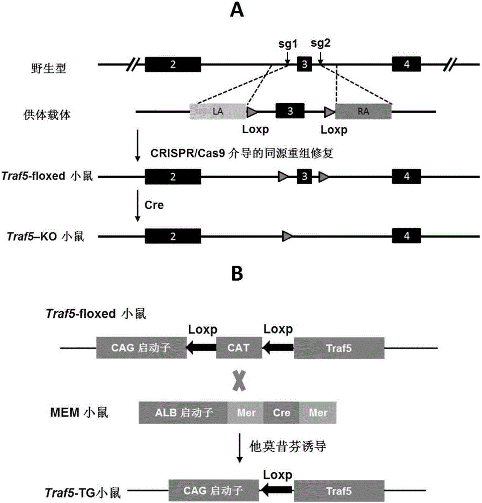 Application of TNF (tumor necrosis factor) receptor associated factor 5 (Traf5) to ischemia reperfusion injury