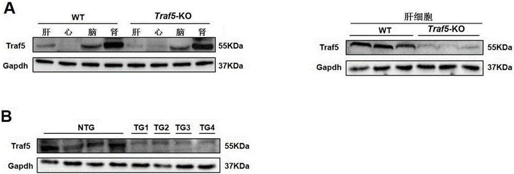 Application of TNF (tumor necrosis factor) receptor associated factor 5 (Traf5) to ischemia reperfusion injury