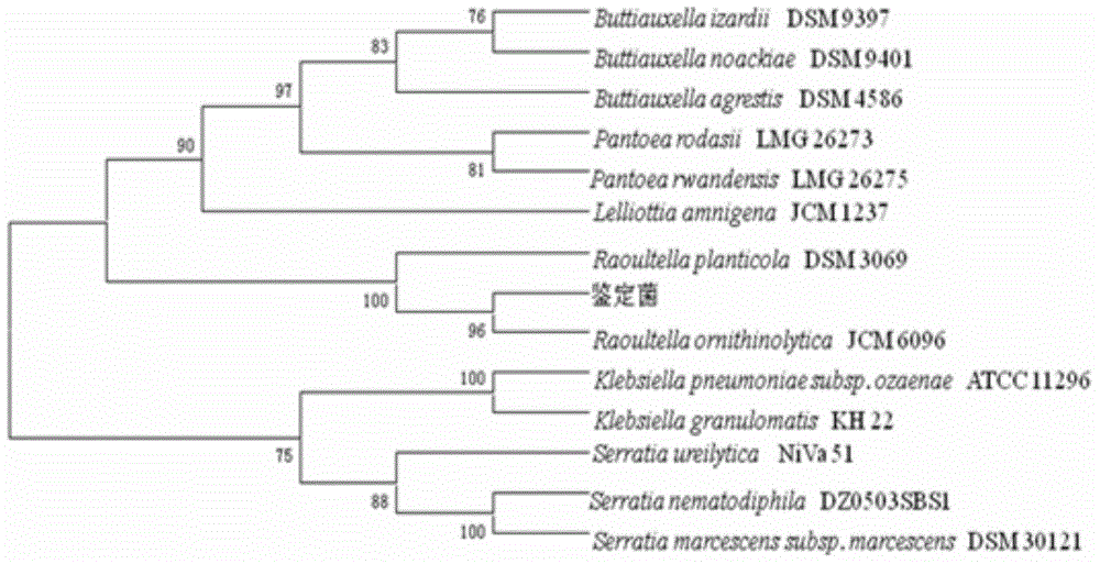 Raoultella ornithinolytica GJ-5 strain and application thereof