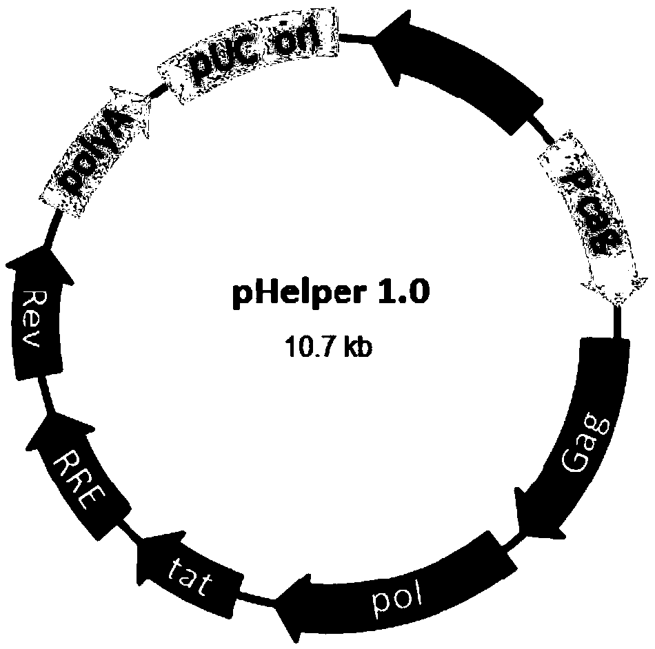 A method of preparing a lentivirus vector