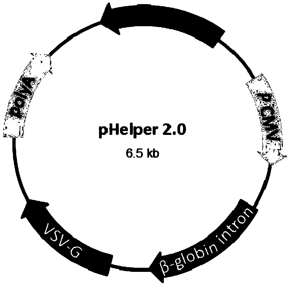 A method of preparing a lentivirus vector