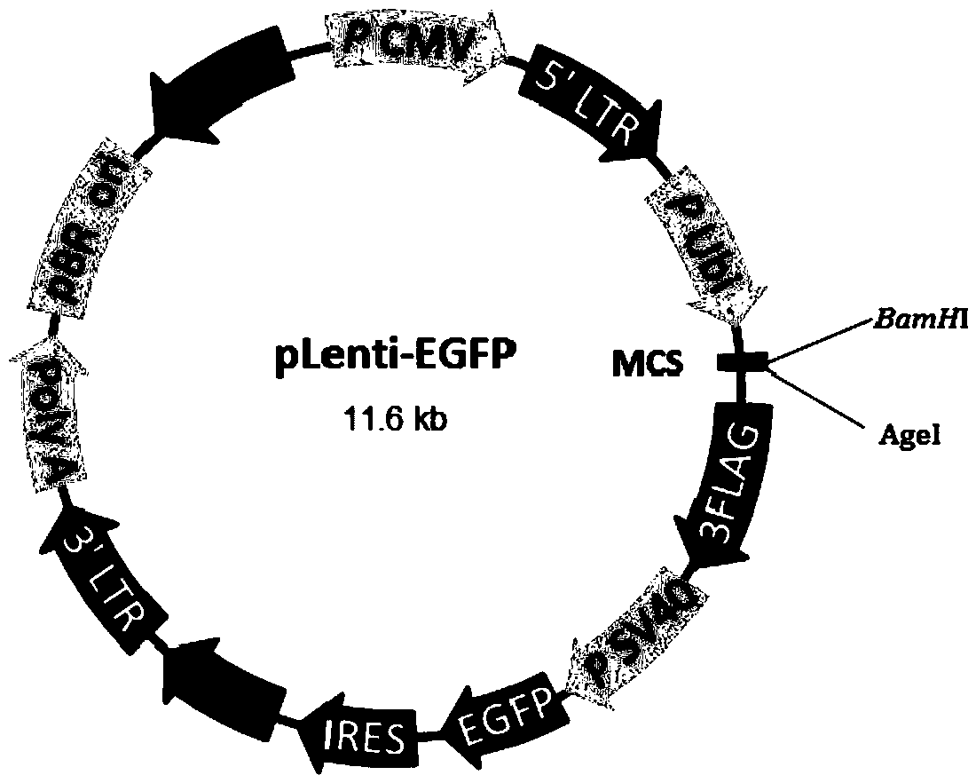 A method of preparing a lentivirus vector