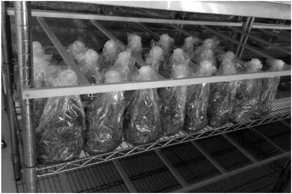 Trichoderma harzianum solid-state fermentation method