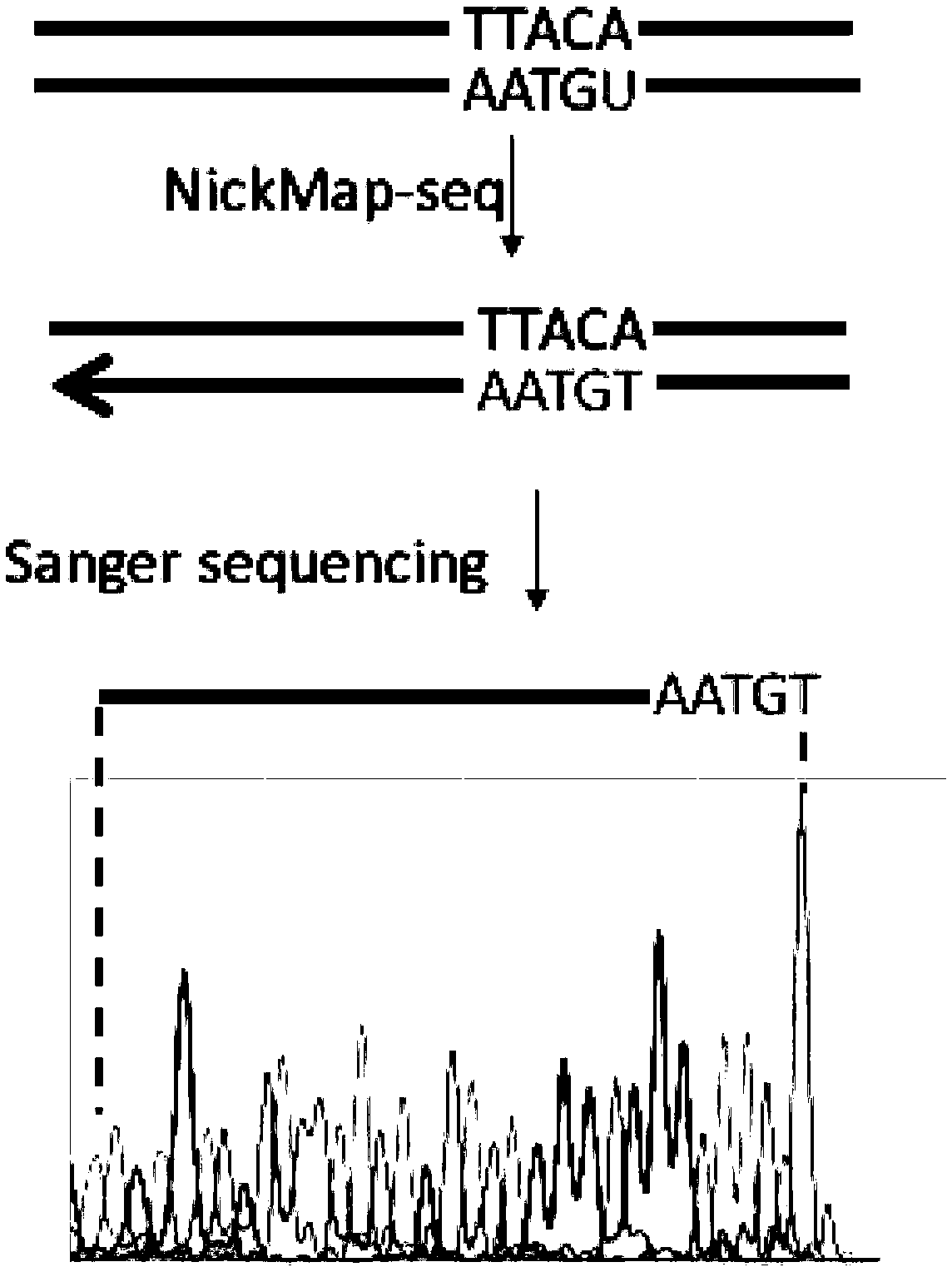 Method for locating damage and modification sites on genomic DNA