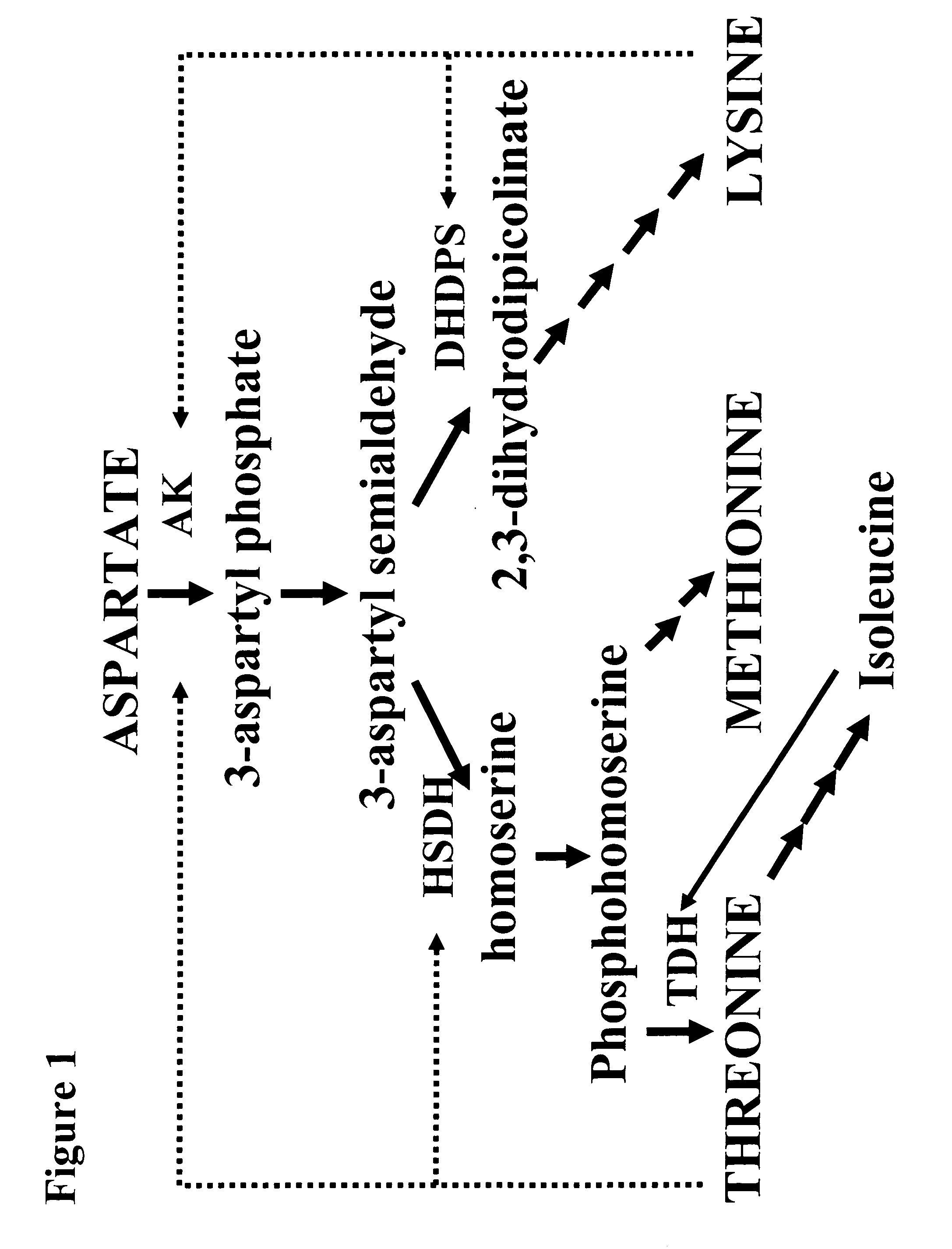 High threonine producing lines of nicotiana tobacum and methods for producing