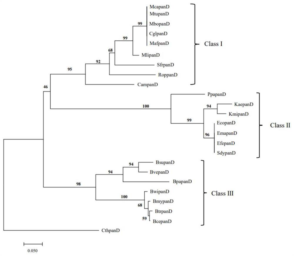 A kind of l-aspartic acid-alpha-decarboxylase mutant and its application