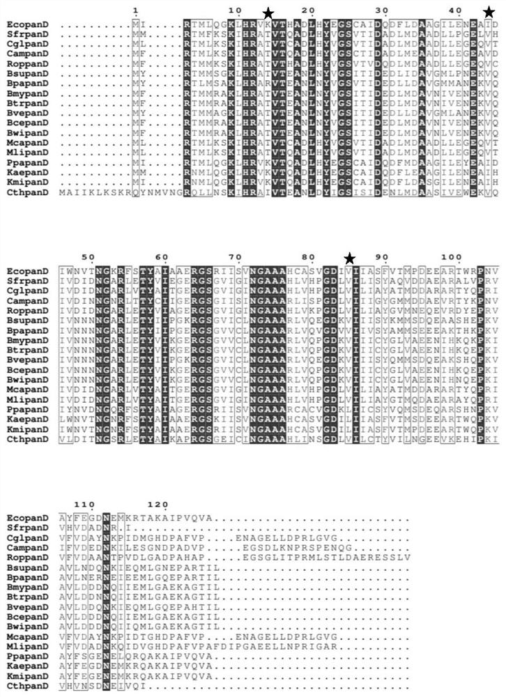 A kind of l-aspartic acid-alpha-decarboxylase mutant and its application