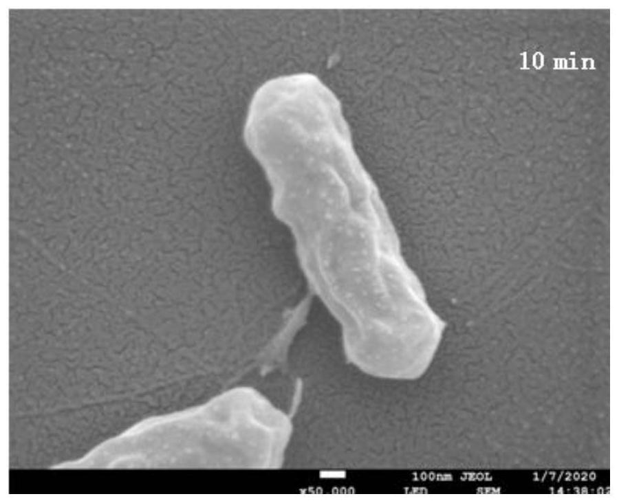 Application and use of antibacterial peptide Cm-CATH2 in inhibition of vibrio parahaemolyticus in marine products