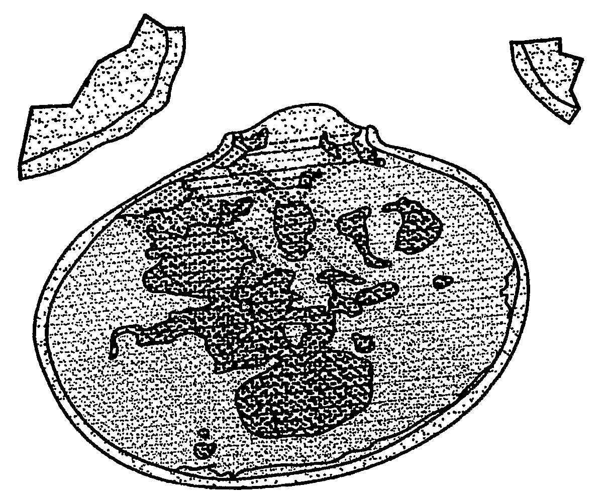 Device and method for treating biomass