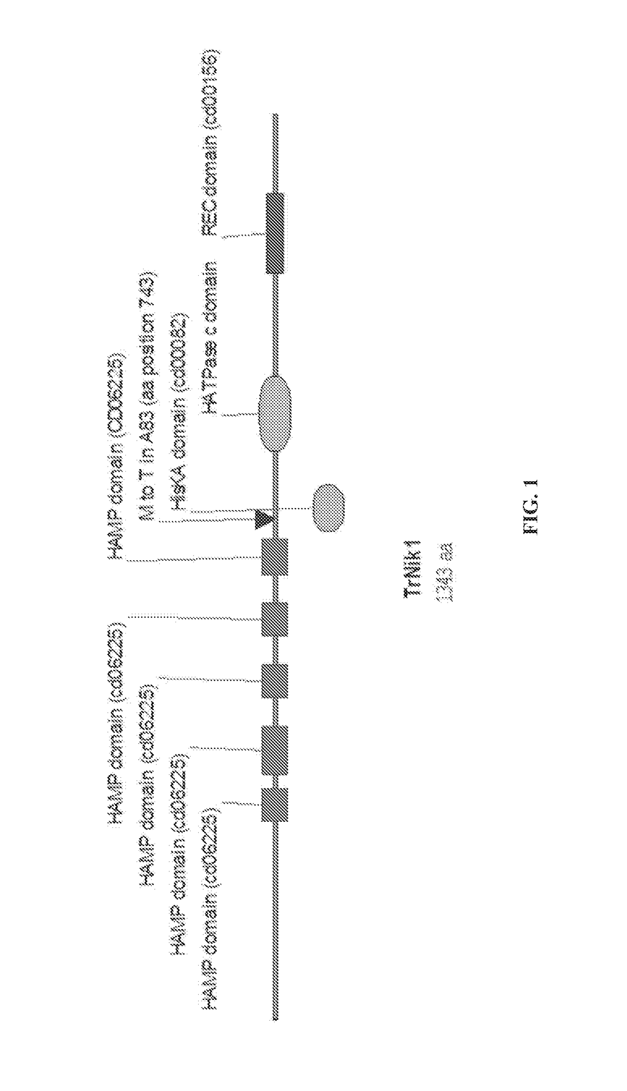 Fungal strains and methods of use