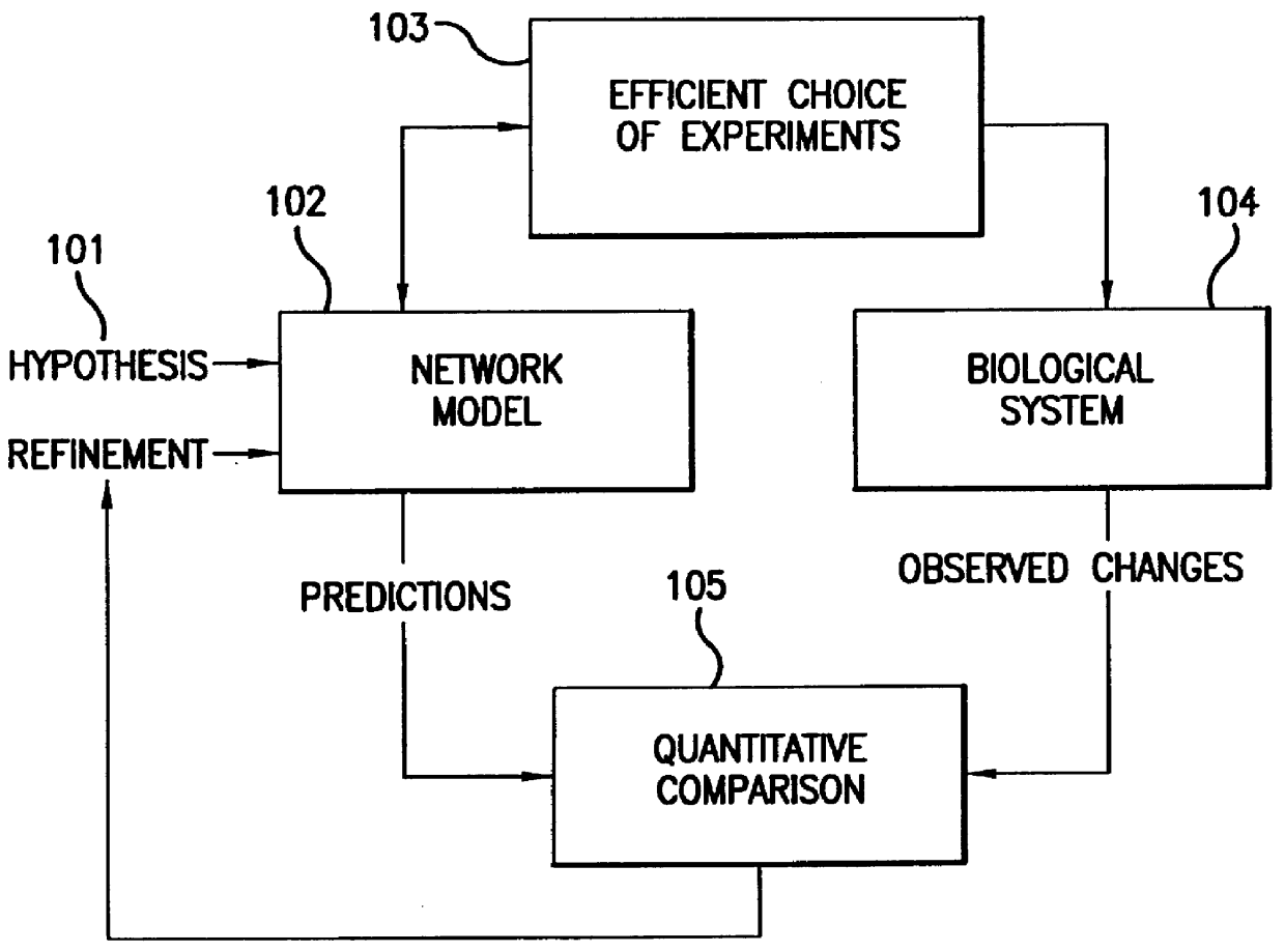Methods for testing biological network models
