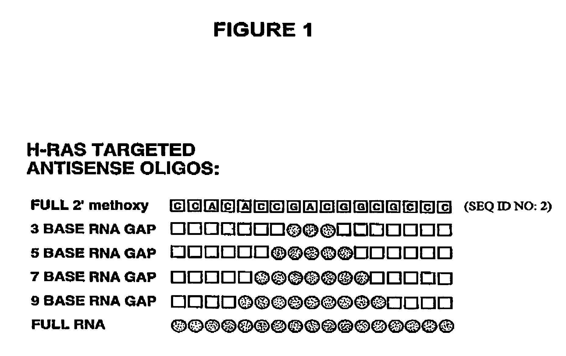 Oligoribonucleotides and ribonucleases for cleaving RNA