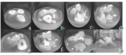 Method for constructing garlic micropropagation by taking bulb sheets as explants