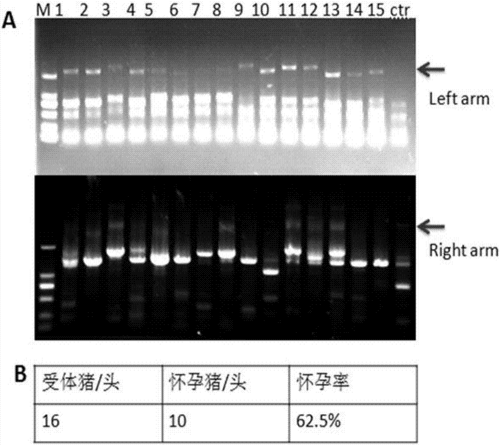 Recombinant vector for knock-in of human Huntington gene, construction method of recombinant vector and application of recombinant vector in construction of model pig