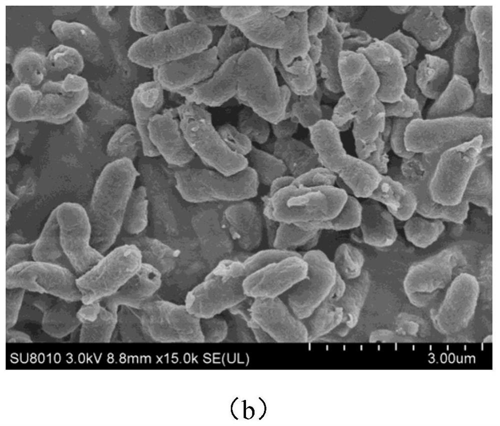 Biological composite fresh-keeping agent containing natural essential oil chitosan nanoparticles, preparation method of biological composite fresh-keeping agent, and application of biological composite fresh-keeping agent to food processing