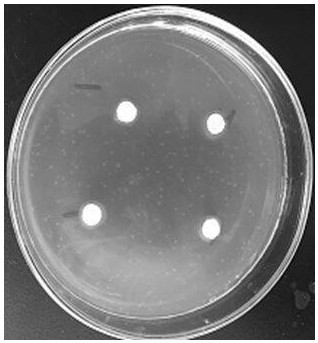 A strain of Lactobacillus paracasei and its application