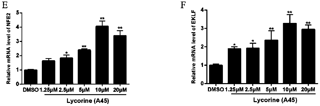 Composition for delaying and treating erythroleukemia