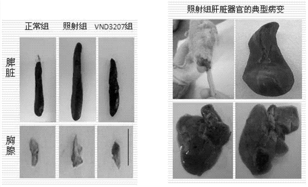 Application of syringaldehyde to preparation of radiocancerogenesis protection drug