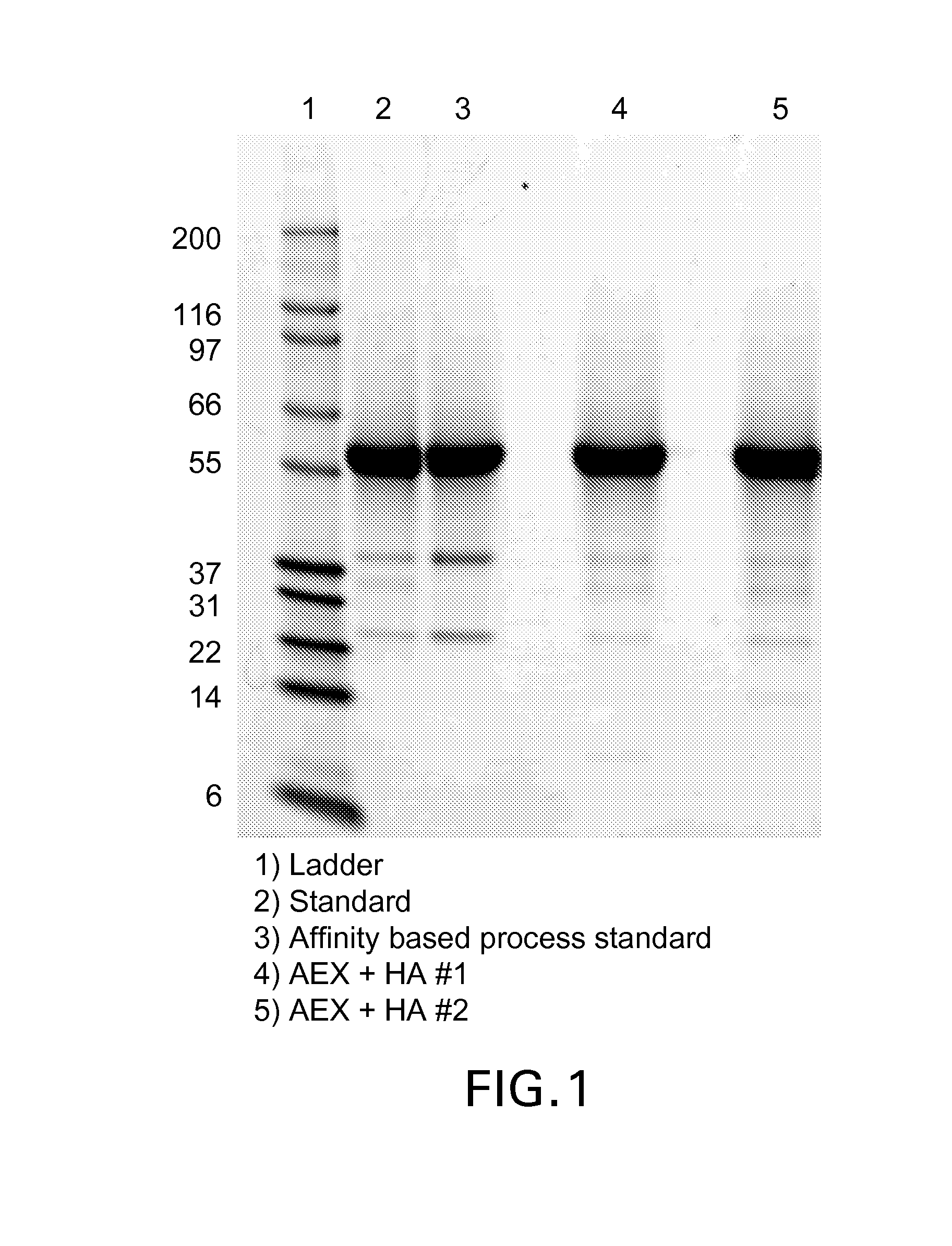 Methods of purification of native or mutant forms of diphtheria toxin
