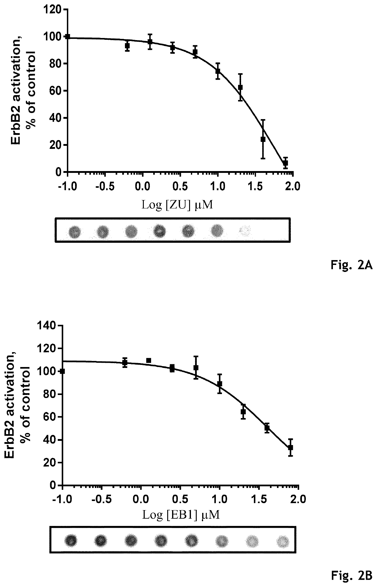 Zuclopenthixol hydrochloride derivatives and Ebselen derivatives as ErbB2 inhibitors