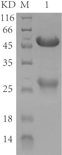 3-hydroxybutyrylation modified protein medicine and preparation method and application thereof