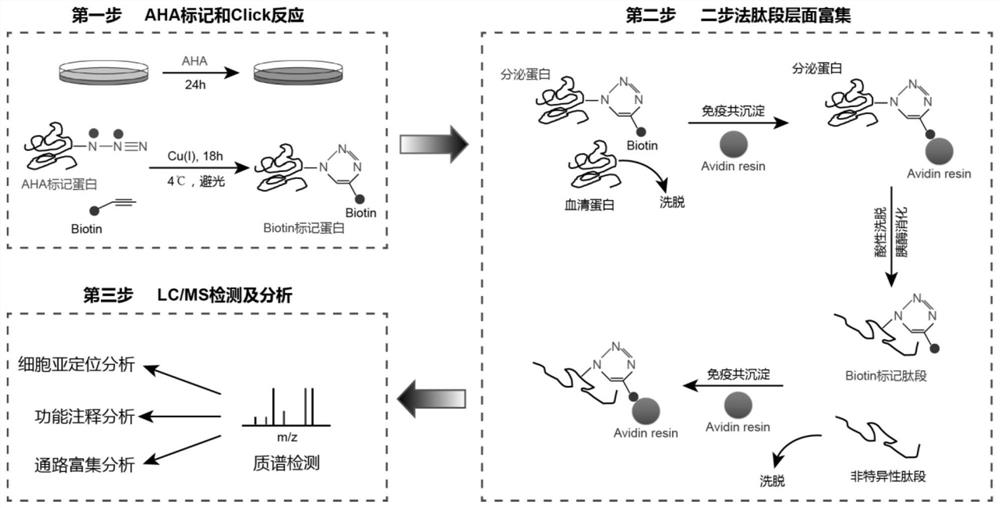 High-specificity cell secreted protein enrichment method