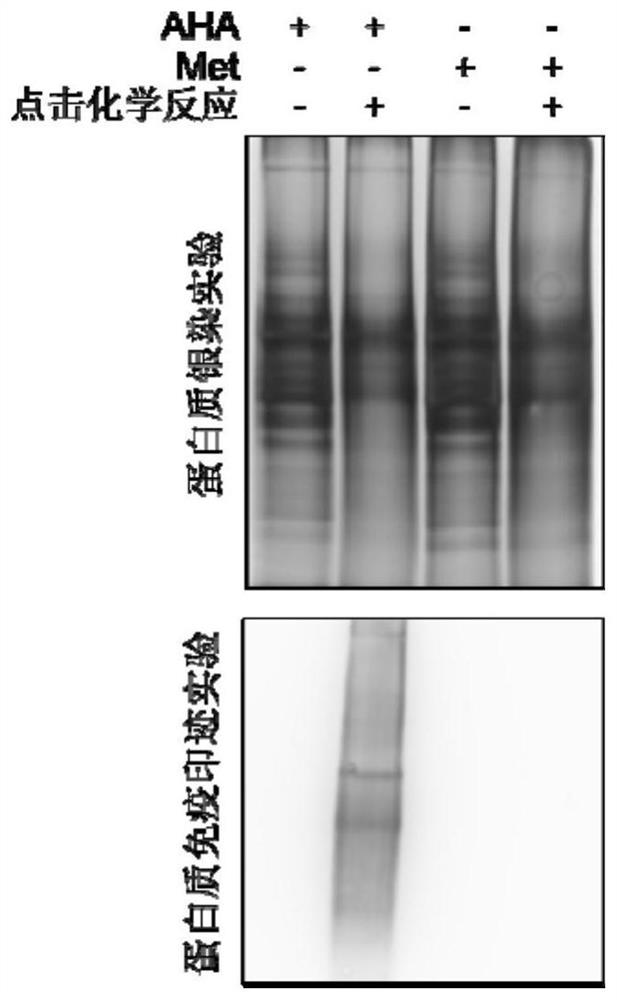 High-specificity cell secreted protein enrichment method