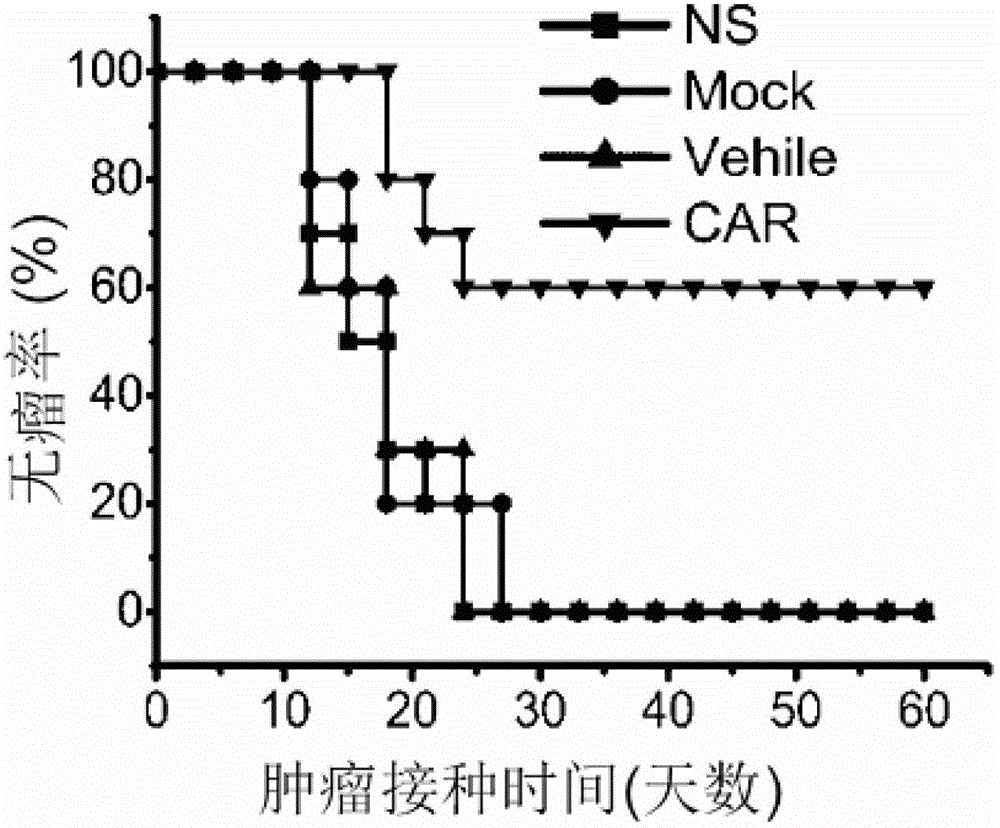 Genetically engineered lymphocyte targeting Human EGFR (Epidermal Growth Factor Receptor), preparation method and application of genetically engineered lymphocyte