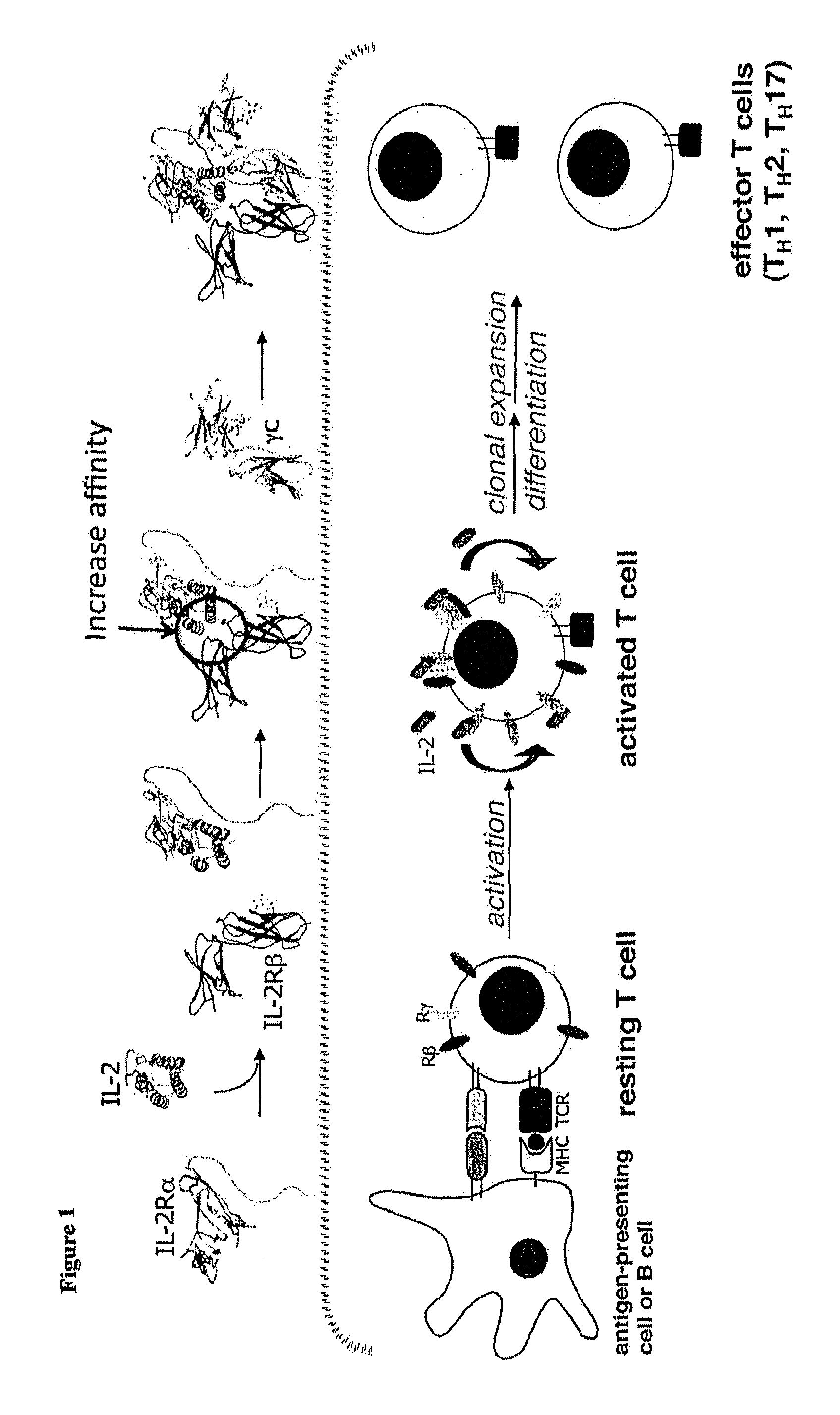 Antagonists of interleukin-2 receptor