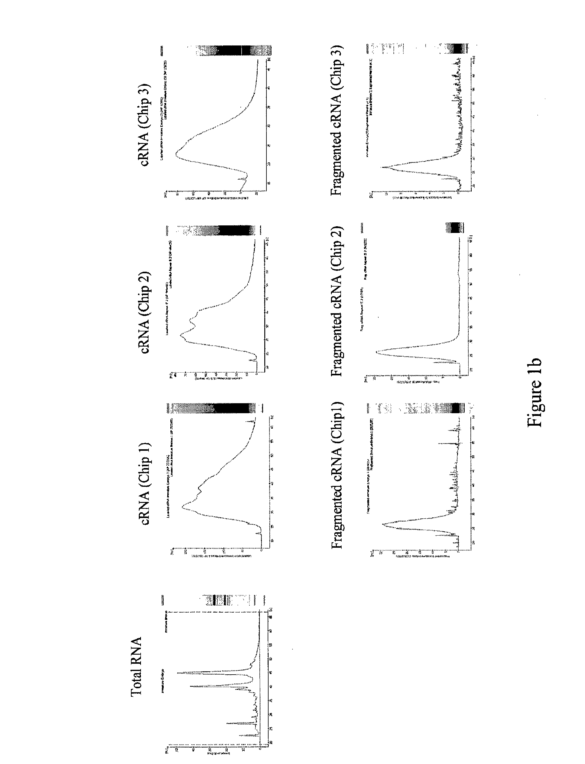 Plant Promoter Operable in Basal Endosperm Transfer Layer of Endosperm and Uses Thereof