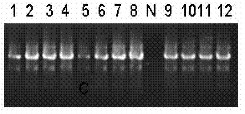 HLA gene specific PCR amplification primer, HLA typing method and kit