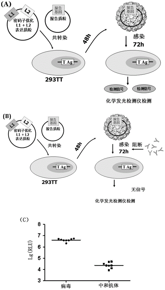 HPV pseudovirus, kit thereof and method for detecting HPV neutralizing antibodies