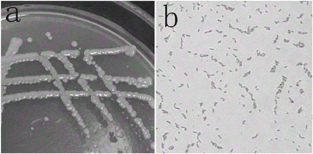 Sphingobacterium sp. with aniline degradation capability and application thereof