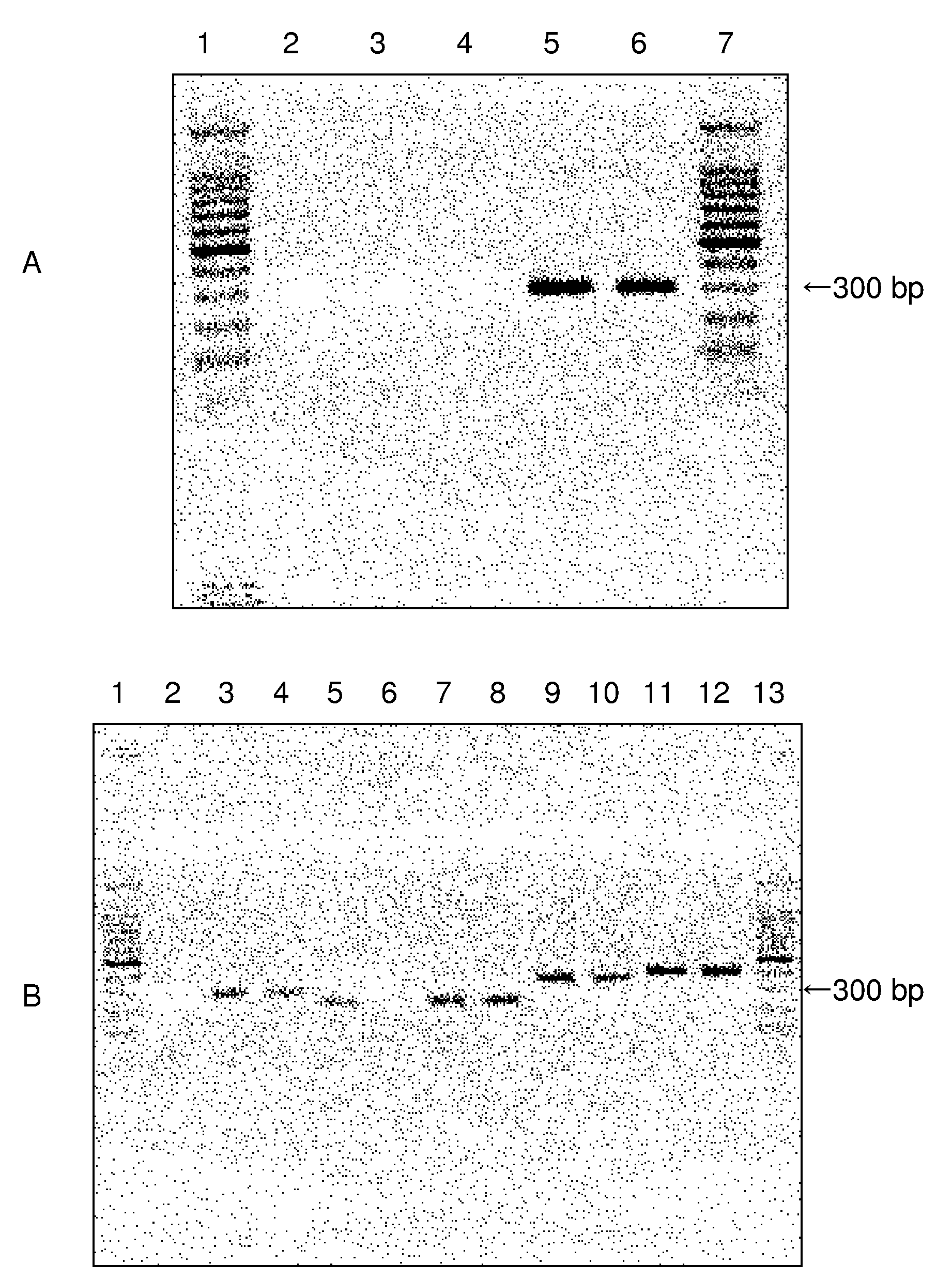 Method of detecting mycoplasma