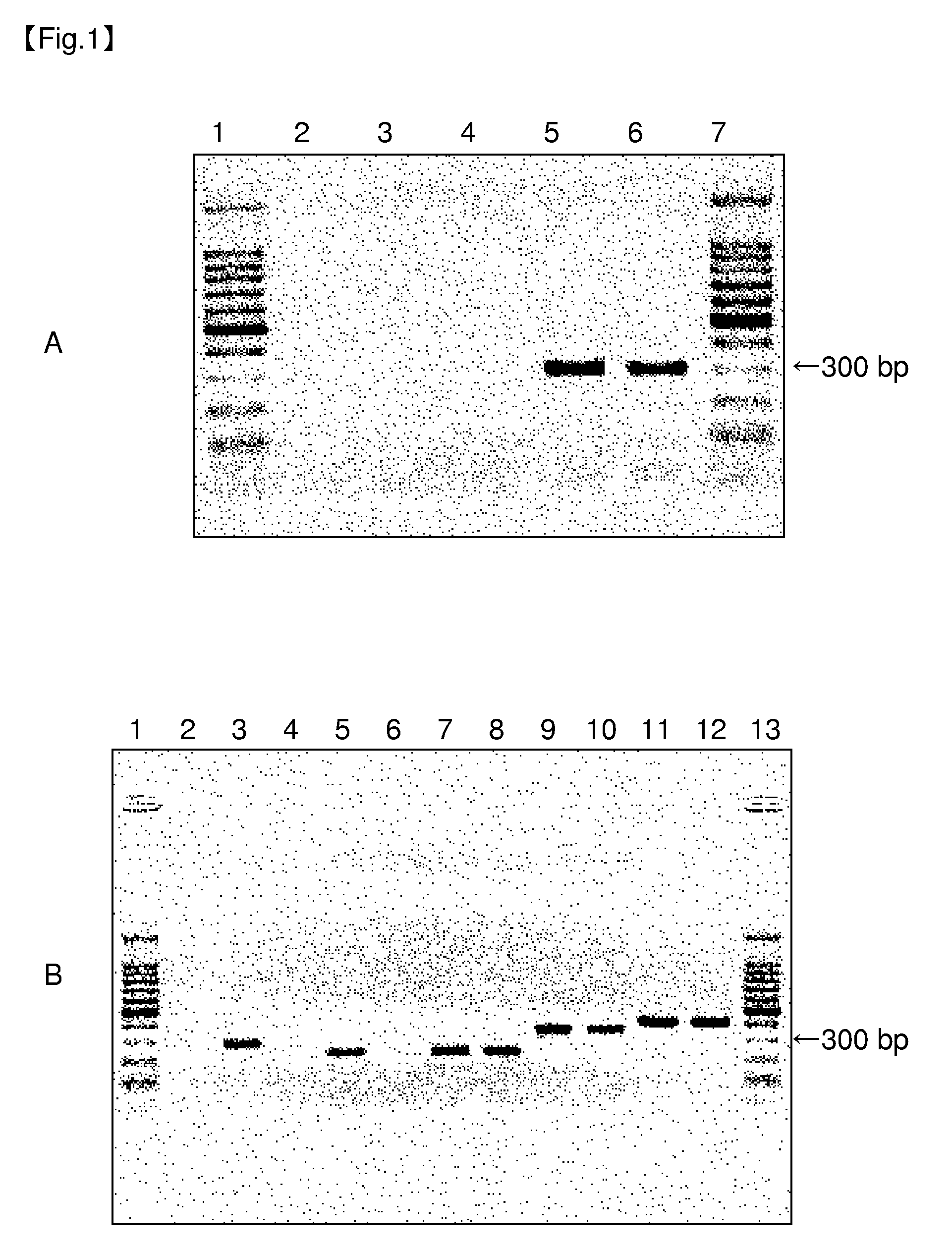 Method of detecting mycoplasma