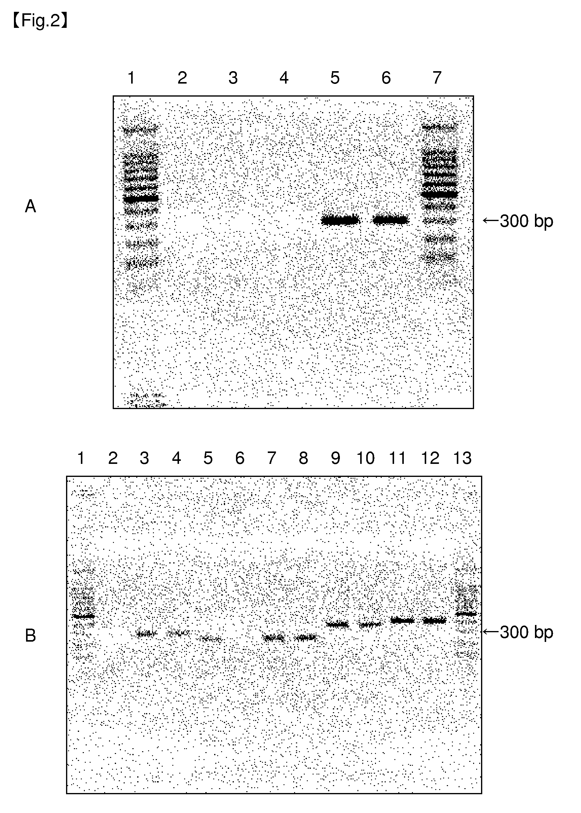 Method of detecting mycoplasma